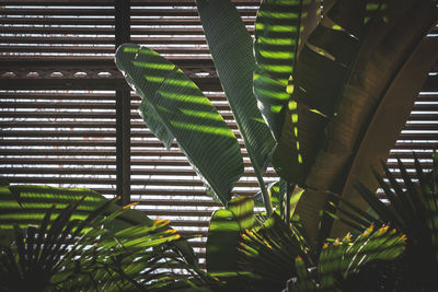 Low angle view of palm tree leaves