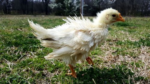 Frizzle chick enjoying warm sunshine 