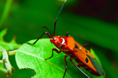 Close-up of insect on leaf