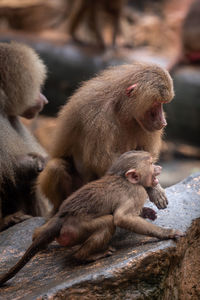 Monkey sitting in a zoo
