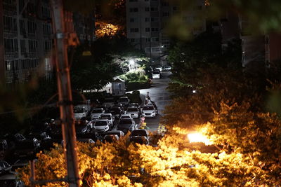 Trees in city at night