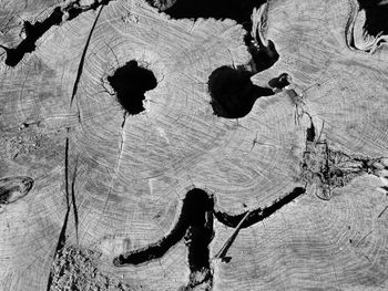 High angle view of silhouette people on tree stump