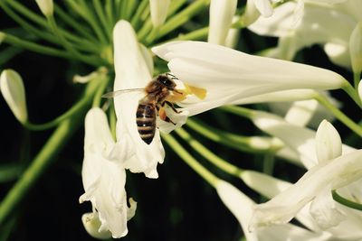 Close-up of honey bee on white lilies