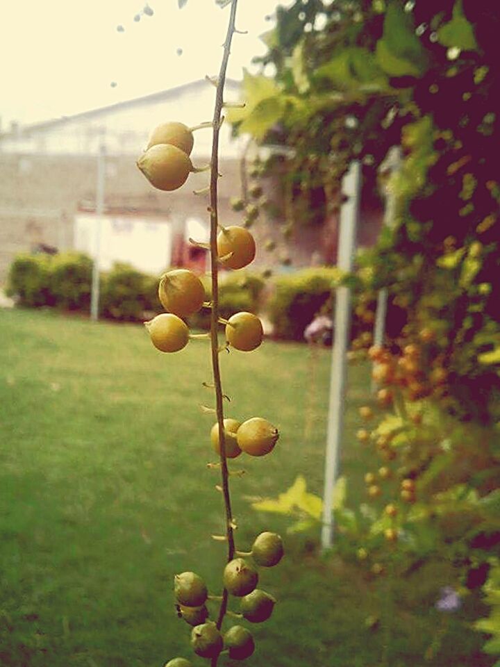 fruit, food and drink, freshness, growth, tree, food, green color, healthy eating, focus on foreground, nature, apple, agriculture, close-up, hanging, ripe, field, day, grape, plant, leaf