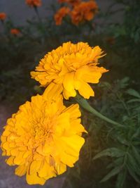 Close-up of yellow flowering plant