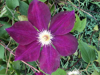 Close-up of pink flower