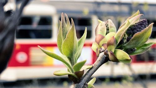 Close-up of plant