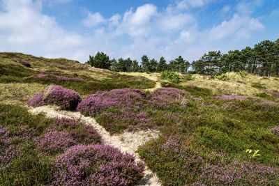 Purple flowers growing on field against sky