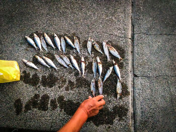 Cropped hand arranging fish on footpath for sale