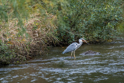 Side view of gray heron in lake