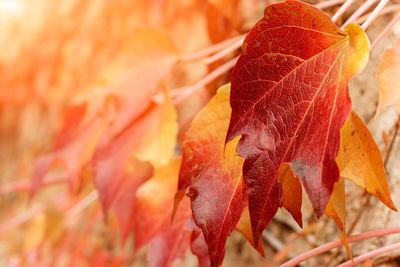 Close-up of orange maple leaves during autumn