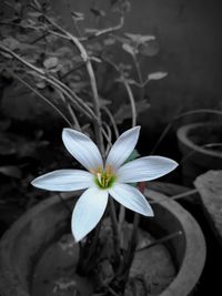 Close-up of white flowering plant