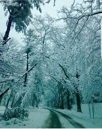 Empty road along snow covered trees