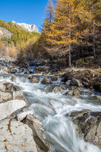 Scenic view of river amidst trees against sky