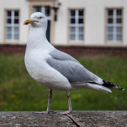 Close-up of seagull on retaining wall against building