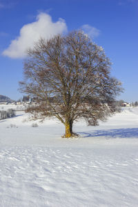 Perfect single beech tree in meadow at winter