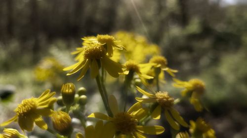 Close-up of yellow flowering plant on field