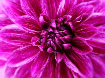 Close-up of pink flower blooming outdoors