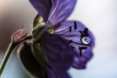 Close-up of purple flower