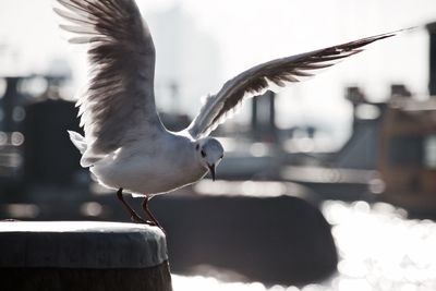 Close-up of seagull perching outdoors