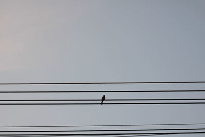 Low angle view of birds perching on cable against sky