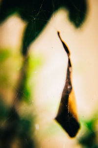 Close-up of plant against blurred background