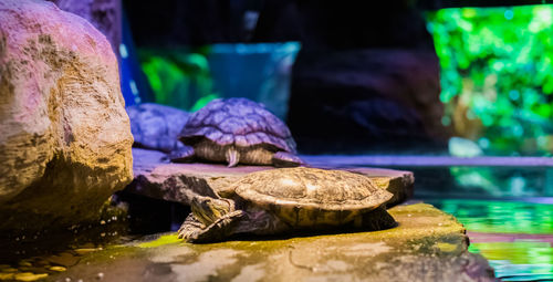 Close-up of a turtle on rock