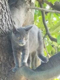 Cat on field