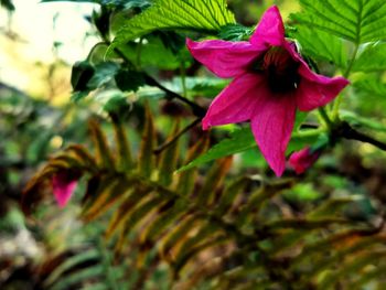 Close-up of pink flower blooming outdoors
