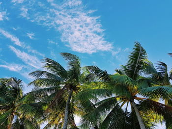 Low angle view of palm trees against blue sky