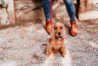 Low section of woman with dog on street