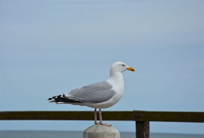 Close-up of seagull perching on bollard against clear sky