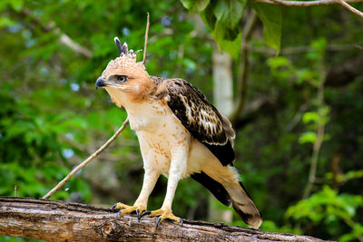 Close-up of owl perching on tree