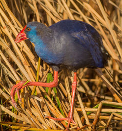 Close-up of bird