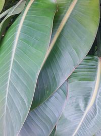 Close-up of leaf