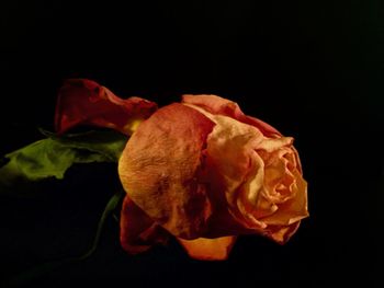 Close-up of rose over black background