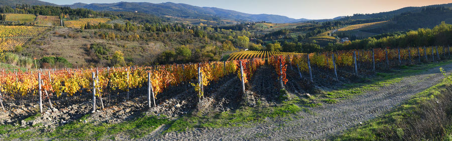 Panoramic view of vineyard