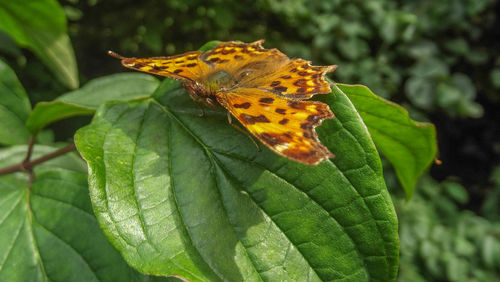 Close-up of butterfly perching on yellow flower