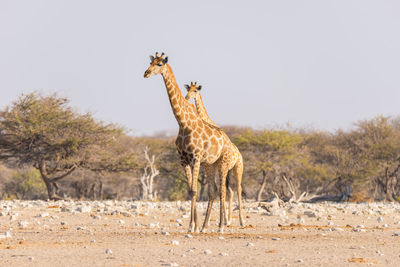 Giraffes on field