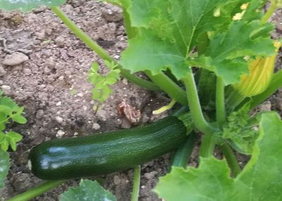 High angle view of vegetables