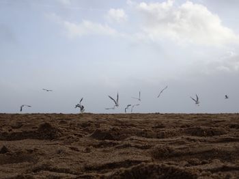 Flock of gulls taking off over sand, ground level view