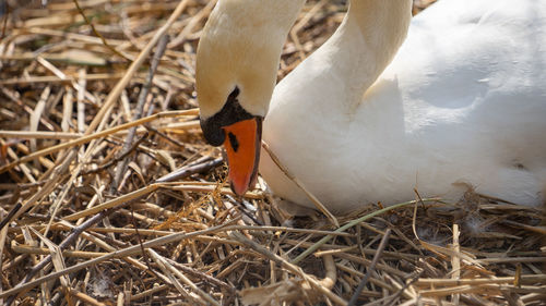 Close-up of bird in nest