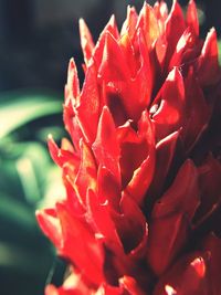 Close-up of red rose blooming outdoors