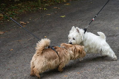 High angle view of dog on footpath