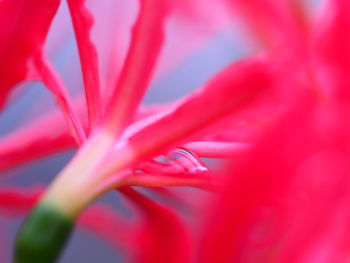 Close-up of pink flower