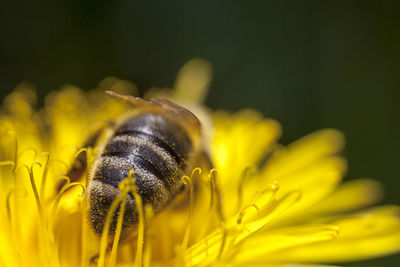 Close-up of insect on yellow flower