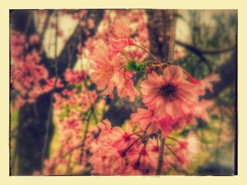 Close-up of flowers blooming outdoors