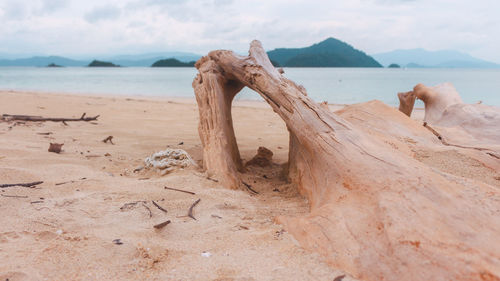 Driftwood on beach against sky