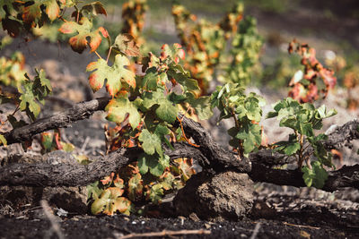 Close-up of plants growing on field