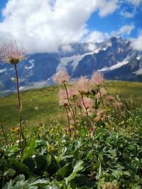 Close-up of flowering plants on land against cloudy sky